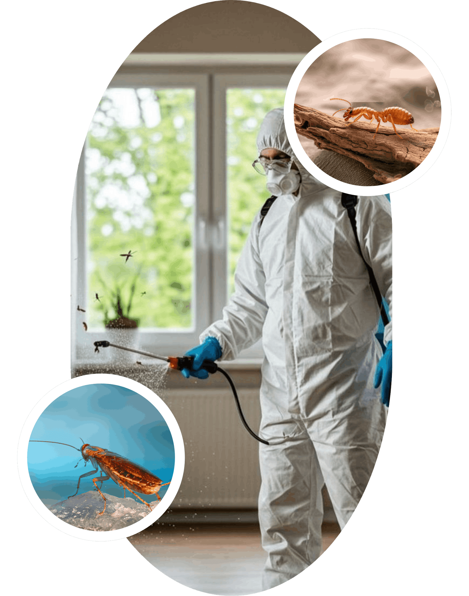 Termite and cockroach control
