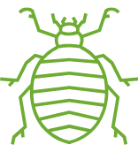 Advanced bed bug inspection