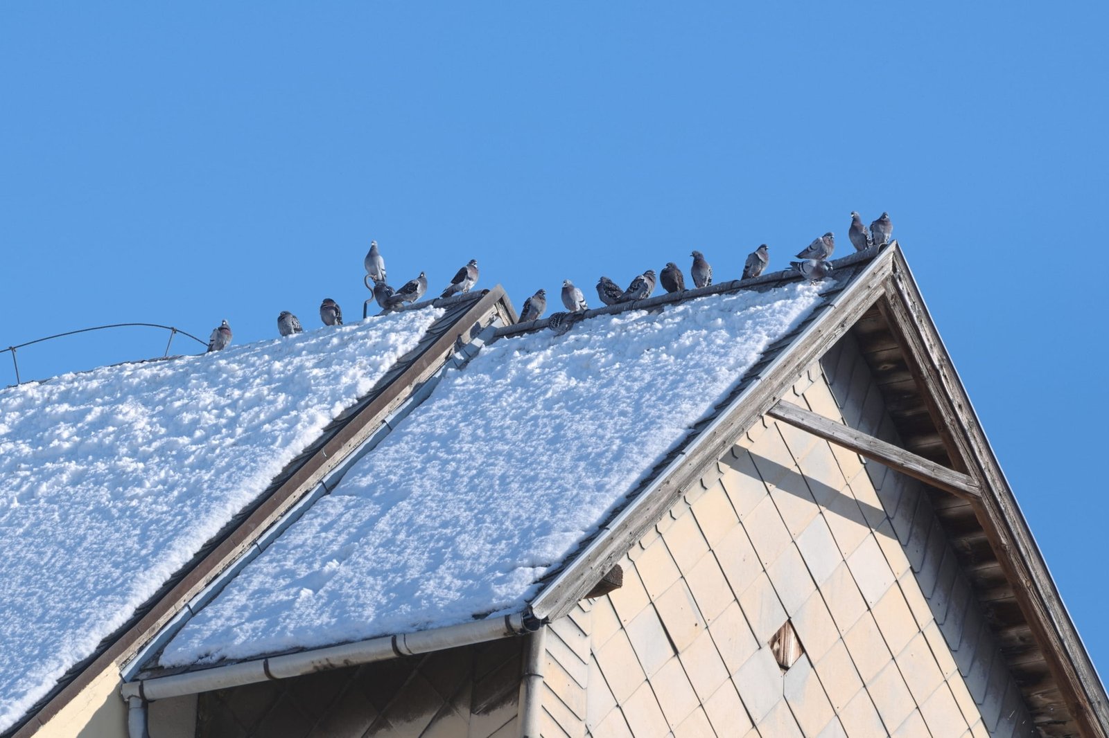 Bird control services in Qatar