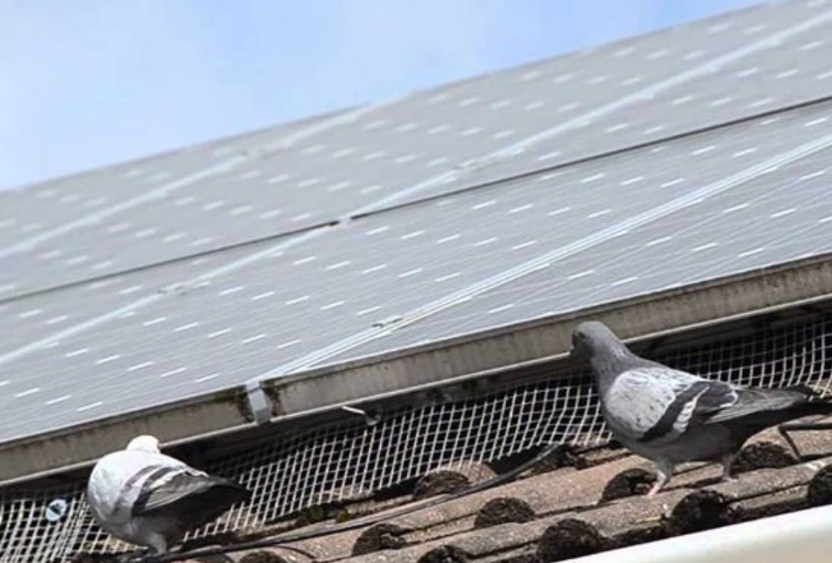 Bird Control Services