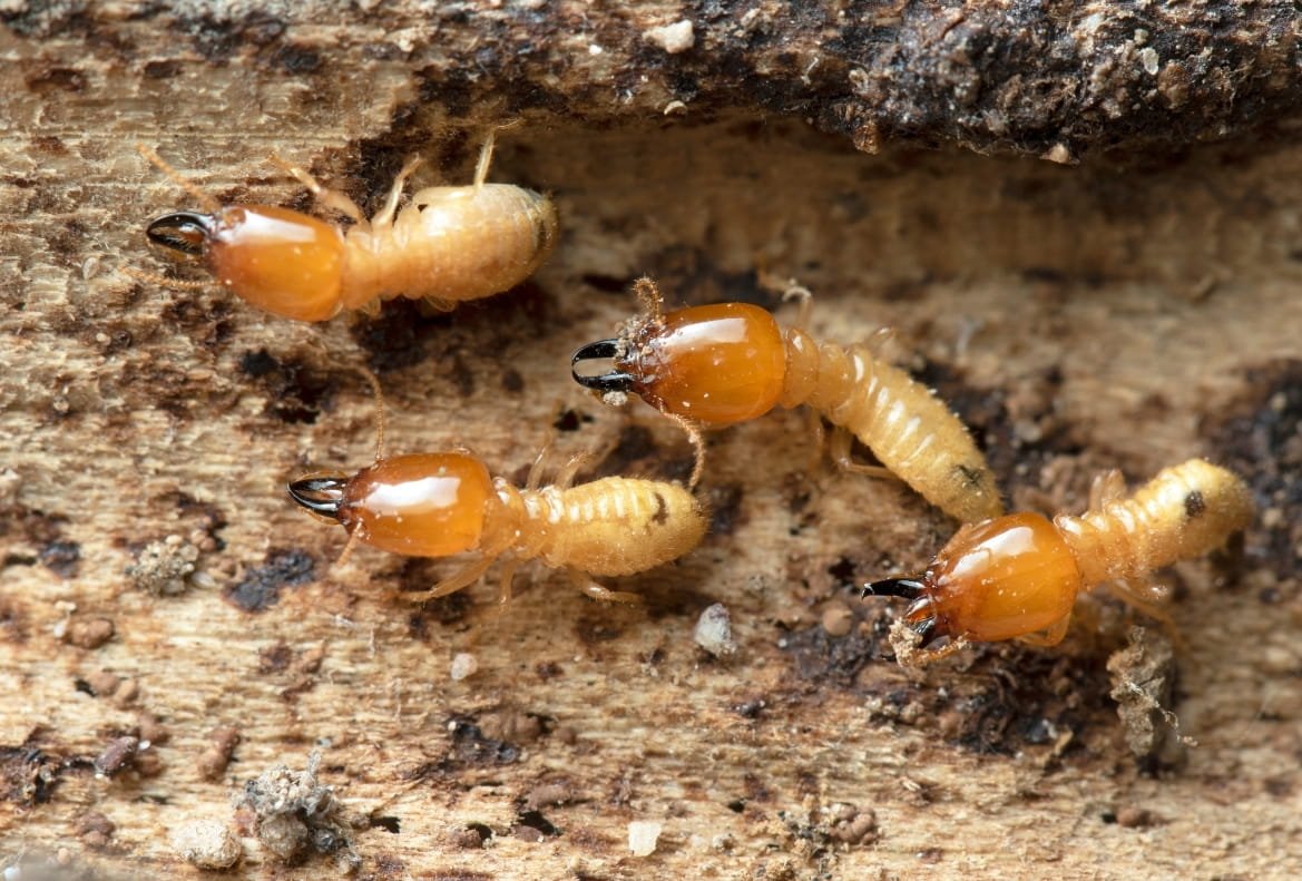 Termite control in Qatar