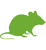 Advanced rodent inspection