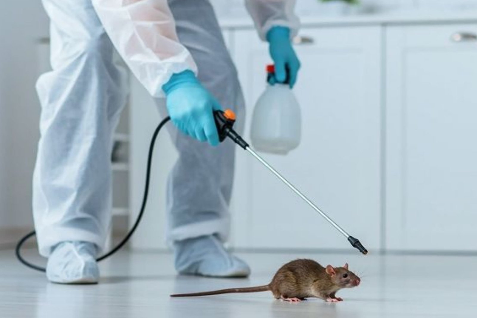 Rodent control services in Qatar