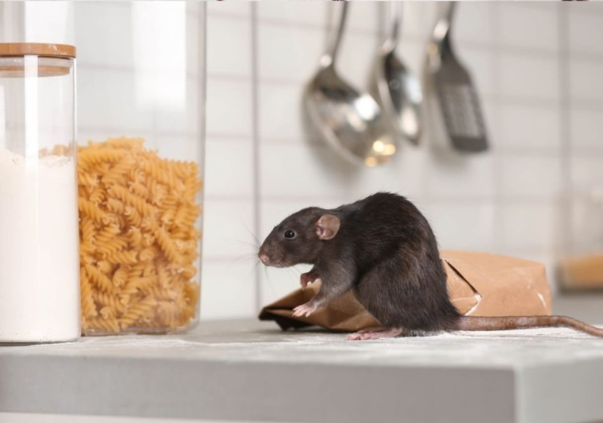 Protection against rodent in Doha