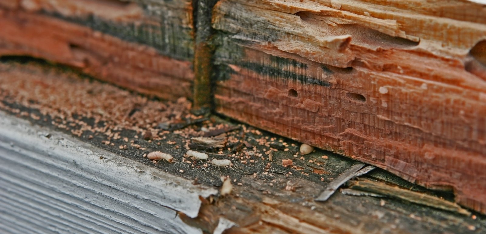 Termite Infestation